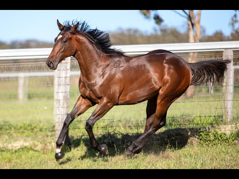 Lot 596 - Nicconi x Takanori