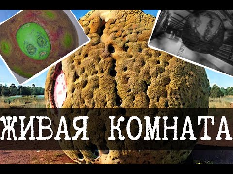 The most important object is SCP-002