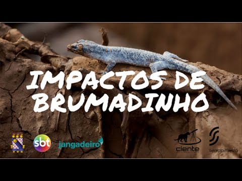 Quais os impactos ambientais em Brumadinho?