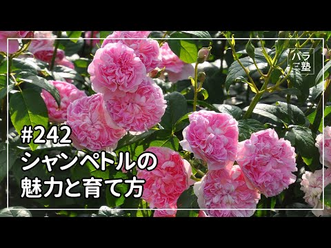 園芸 香りの良いペッパーツリー、カリフォルニアペッパーツリー、ペルーペッパーツリー