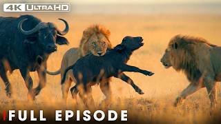 Savannah's Deadliest FULL EPISODE | Incredible 4K Nature Scenes | Wildlife Documentary