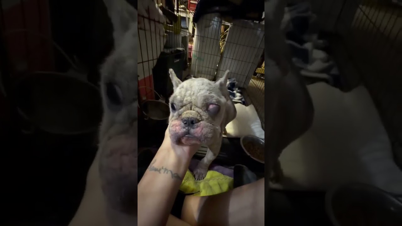 This Abandoned Pup video