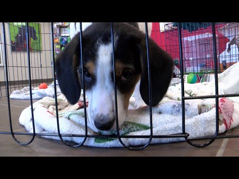 ARL of Iowa sets goal of 900 adoptions in August