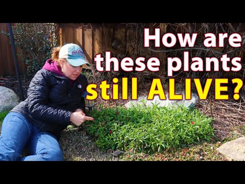 What Are Microclimates? | See Real-Life Examples in My Carolina Garden