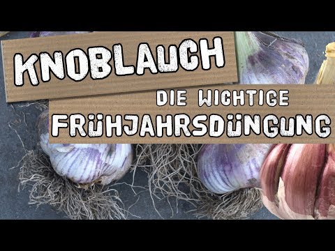 , title : 'Knoblauchanbau - die wichtige Düngung im Frühjahr'