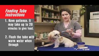 How to Tube Feed Your Pet
