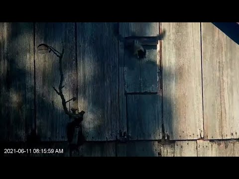 First American Kestrel Chick Fledges From Nest Box! – June 11, 2021