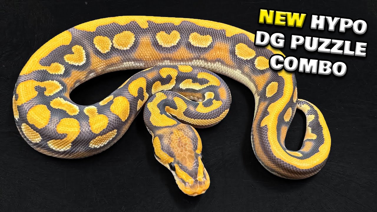 Amazing New Ball Python Revealed !