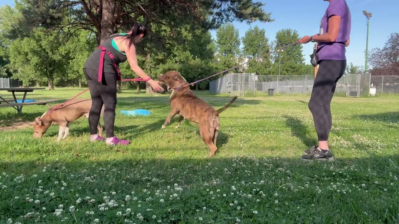 Video preview