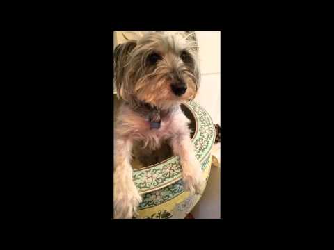 'W' The Grounded Dog