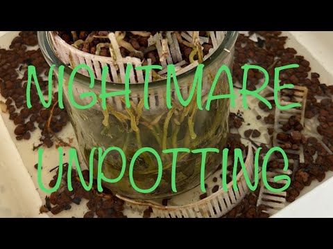 Nightmare unpotting of Cattleya Amazing Thailand in a leca semihydro/FWC Hybrid Setup