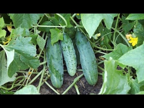 Top Tips for Growing Healthy Cucumbers: Cucumber Care 101