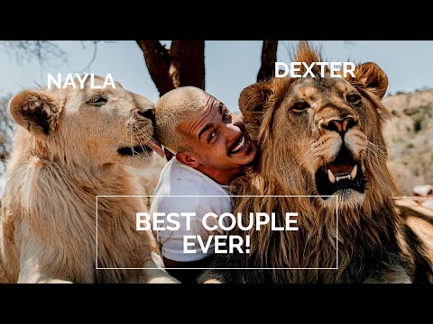NAYLA AND DEXTER! | THE BEST LION COUPLE