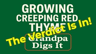 Growing Creeping Red Thyme: The Verdict Is In (What Actually Worked)