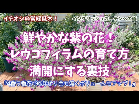 普通のイースタールゼイ 植物