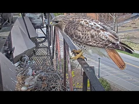 Arthur Perches On Railing, Watches Over Sleeping Nestlings At Cornell Hawks Nest – April 30, 2024
