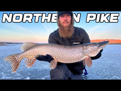 Chasing Ice Dinosaurs / How To Locate Big Fish