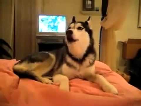 Dog.flv