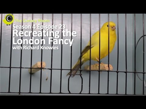 The Canary Room Season 4 Episode 23 - The London Fancy with Richard Knowles