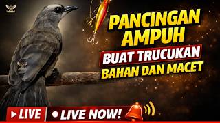 Download lagu 🔴 TRUCUKAN GACOR JUARA ROPEL PANJANG! PANCINGAN / MASTERAN SEGALA BURUNG TRUCUK PASTI NYAUT GACOR mp3