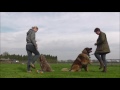 Voorjaarschallenge 2017 Sunshine Paws4Fun