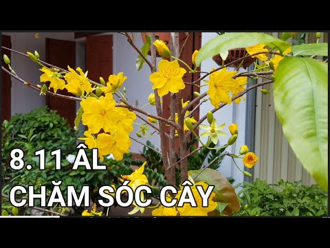 🔴 QBS22322 - UPDATE NORTHERN APRICOT BLOSSOM ON NOVEMBER 8 | WHAT FERTILIZER TO WATER BLOOMING AP...