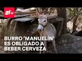 Acapulco Piden Rescate Del Burro Manuelín Obligado A Beber Cerveza Por Las Mañanas