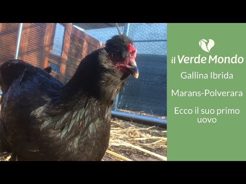Lyambliya al bambino di tre anni Togliere lyambliya di bambini
