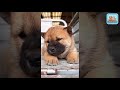 Puppy Kids Playing Yawning Cutest Sleepy Moments Ever