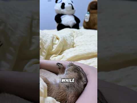 A marmot that likes to stand guard. #animals #cute #shortvideo #marmot