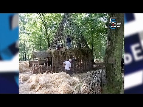 SVINJARSKA KOLEBA u Bojčinskoj šumi - Borino 5kazanje