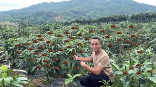 [問卦] 轉行藍莓農夫要準備多少萬?