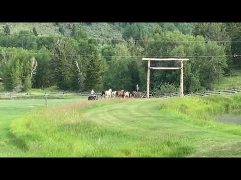 Wood River Ranch Horses