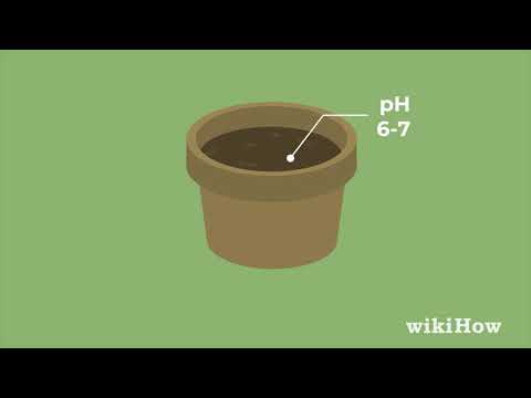 How to Grow a Sunflower in a Pot
