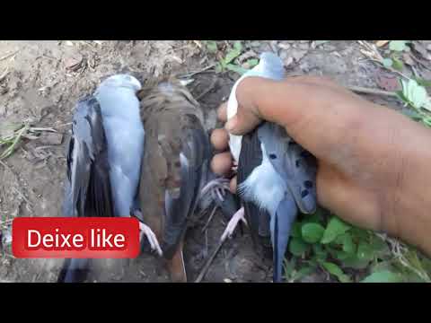 Hunting blue doves with a slingshot was a success 👍👍👍