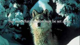 Now more than ever, wolves need your help