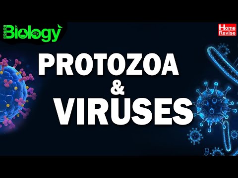 Protozoa and Viruses | Introduction to Protozoa | Types of Viruses | Biology | Home Revise