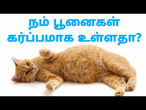பூனைகளின் கர்ப்ப காலம் முதல் பேறுகாலம் வரை அறிய வேண்டியவை