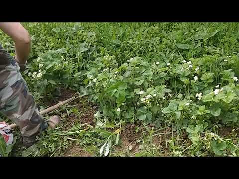 Okopavanje jagoda čupanje vađenje crvenog crnog luka