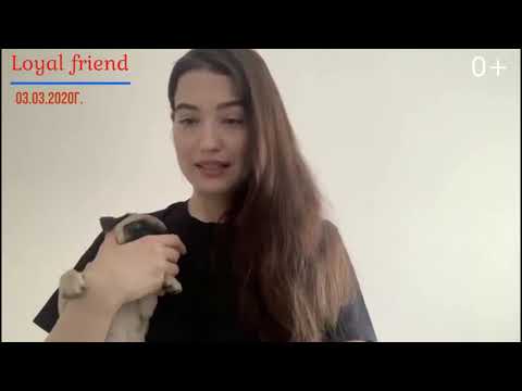 Видеоотзыв о питомнике мопсов Loyal Friend