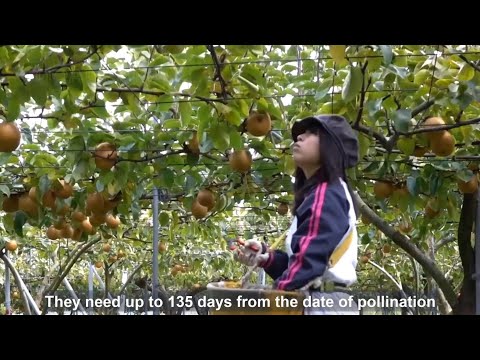 World Most Expensive Pear Farming - Awesome Japan Agriculture Technology Farm
