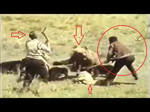 Alabais und Kangals wehren Bären ab!!!