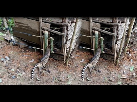 Create amazing bamboo trap to catch civet eat chicken in the Garden good results