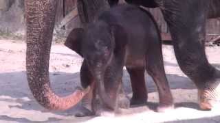 Трогательные отношения между слоненком и его матерью