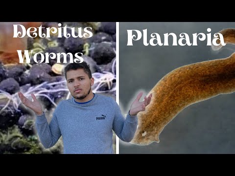DETRITUS worms VS PLANARIA