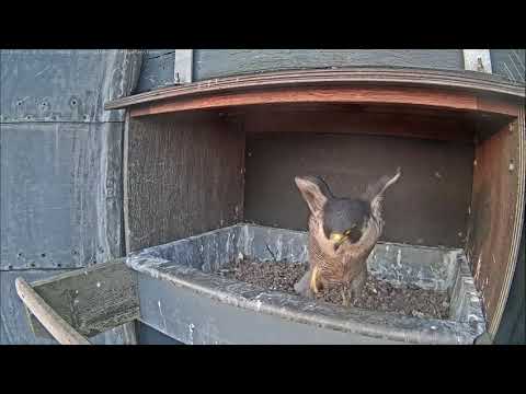 Kortrijk Peregrine falcon - Morning greeting to baby 20190421