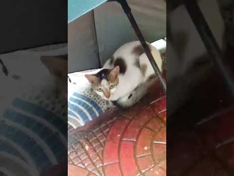 comedy#shorts #funny @Kulavi Arup