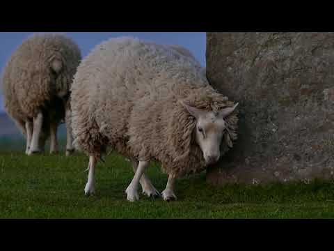 8K Animals Wildlife - Gondwana Game Reserve, Africa - Scenic Film about