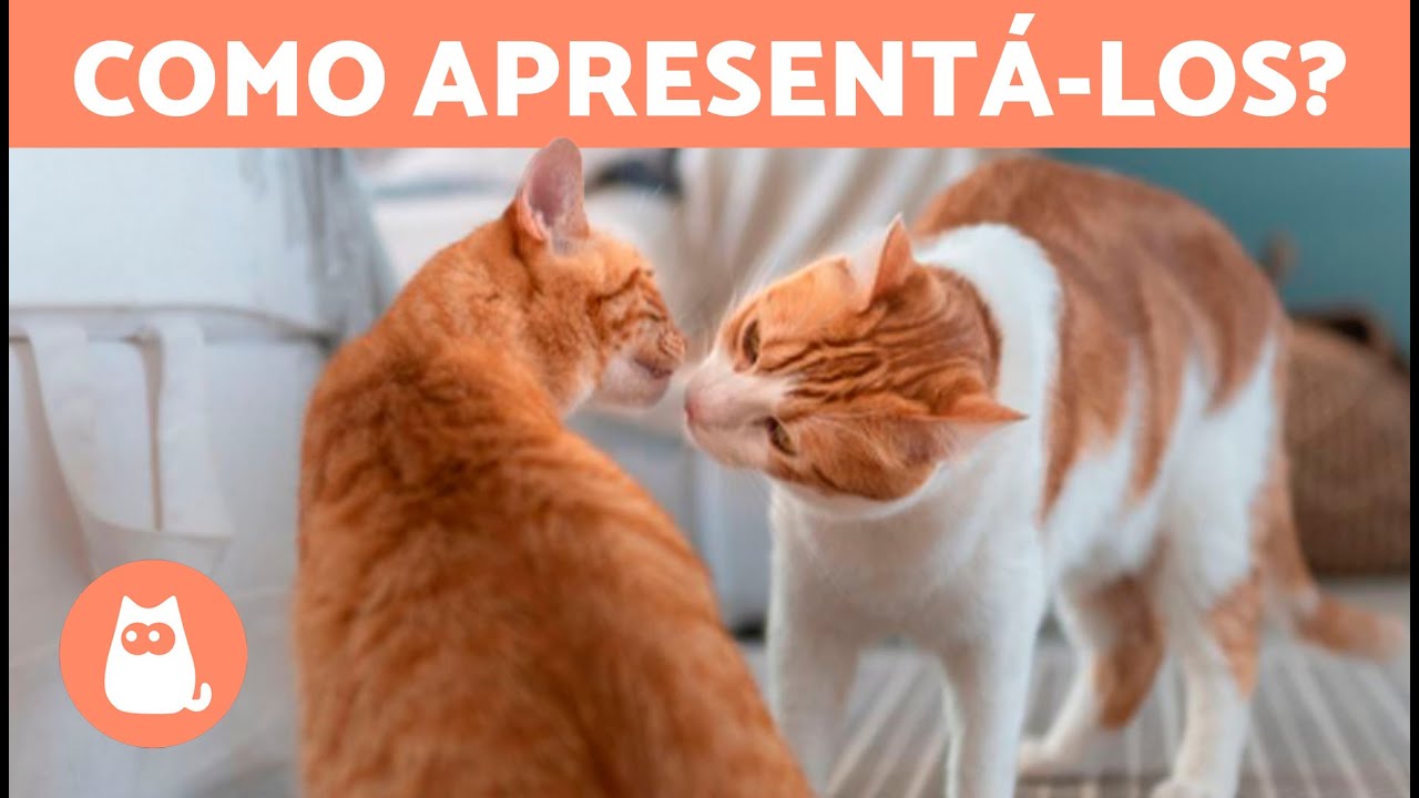 Como APRESENTAR DOIS GATOS corretamente 🐱🐱✅ 7 Passos para Conseguir uma Boa Convivência