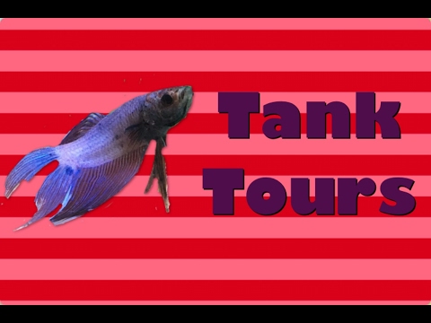 BETTA FISH TANK TOURS FEBRUARY 2017!